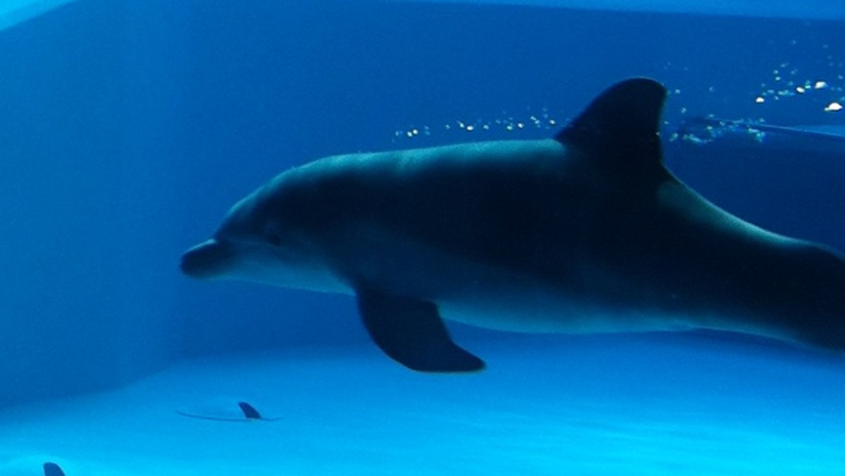 En av de nyfödda delfinkalvarna.